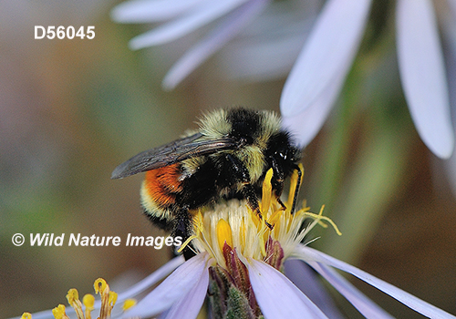 Tricolored Bumble Bee (Bombus ternaries)